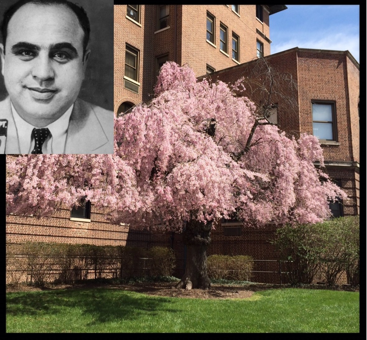 Al Capone tree