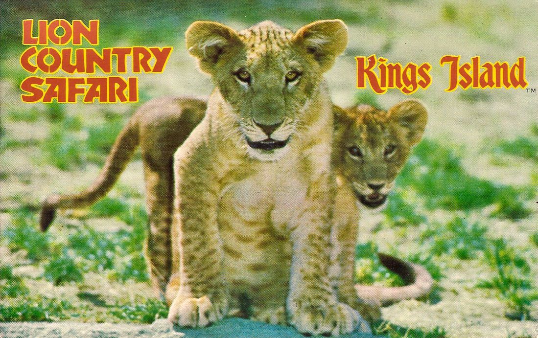 z lions