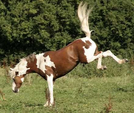 z 9a02e410581fb8ed0f4421e10404f724